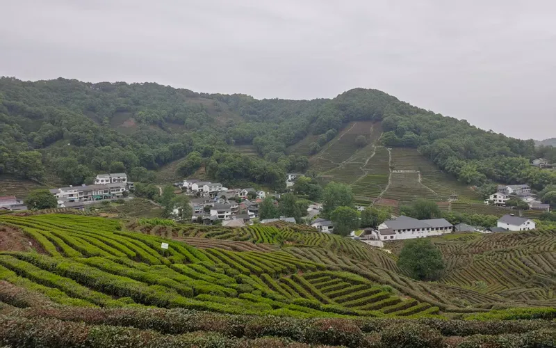 Чайные плантации Лунцзин (龙井村)